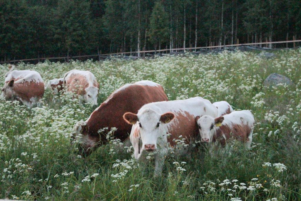 Kolinkylä Kolin Mattila B&B المظهر الخارجي الصورة